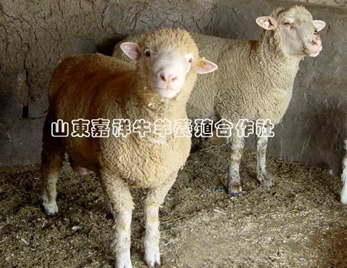 供应供应杜泊绵羊、山羊